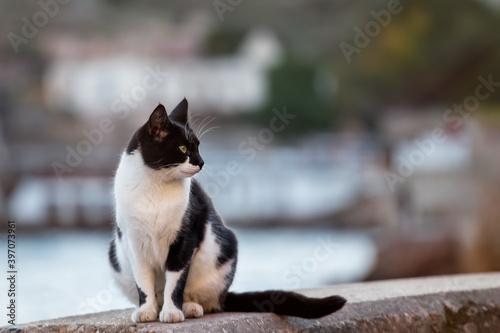 Black and white cat sitting on the embankment by the sea. Blurry background. Cute street cat in its natural habitat in winter.