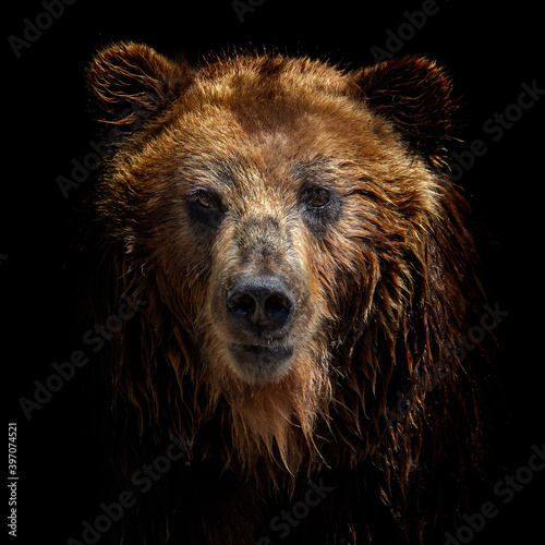 Fotografia, Obraz Front view of brown bear isolated on black background