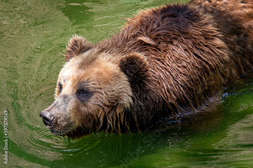 Kamchatka Brown bear (Ursus arctos beringians) in water. photo