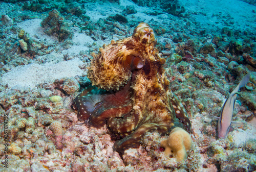 Underwater Life: Common Octopus (Octopus Vulgaris) underwater foto in the Maldives, Octopus outside, swimming