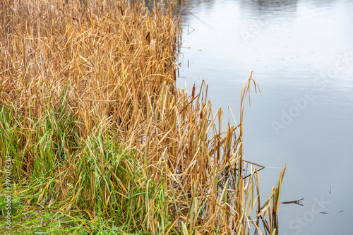 Reeds or Scirpus. Genus of perennial and annual plants of the Cyperaceae family