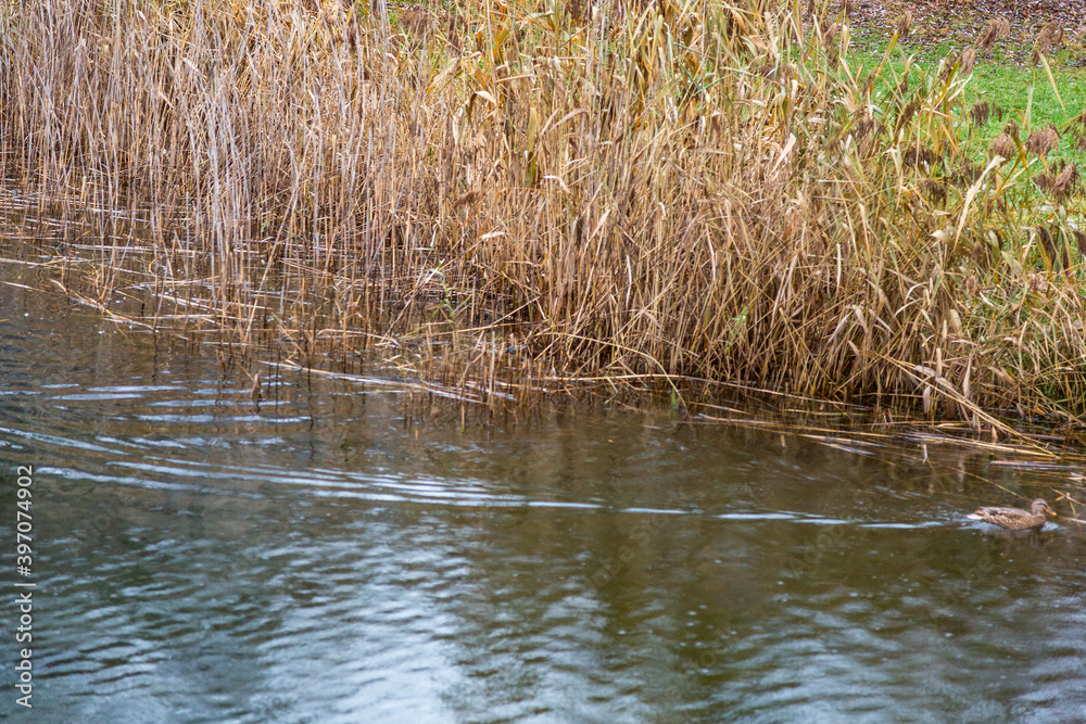 Reeds or Scirpus. Genus of perennial and annual plants of the Cyperaceae family Reeds or Scirpus. Genus of perennial and annual plants of the Cyperaceae family