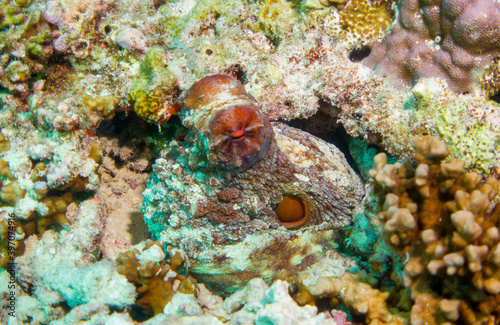 Underwater Life  Common Octopus  Octopus Vulgaris  underwater foto in the Maldives  Octopus outside  swimming