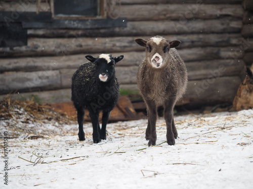 Cute lambs on the farm in winter