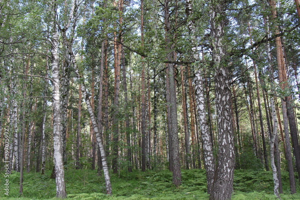 Fototapeta premium trees in the forest