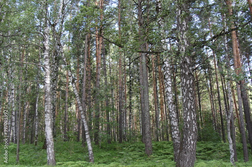 trees in the forest