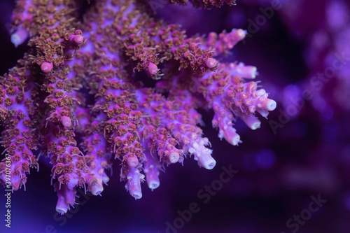 Beautiful acropora sps coral in coral reef aquarium tank. Macro shot. Selective focus. photo