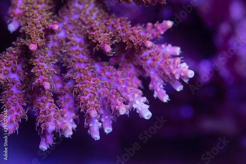 Fototapeta Naklejka Na Ścianę i Meble -  Beautiful acropora sps coral in coral reef aquarium tank. Macro shot. Selective focus.