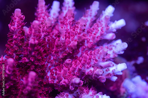 Fototapeta Naklejka Na Ścianę i Meble -  Beautiful acropora sps coral in coral reef aquarium tank. Macro shot. Selective focus.
