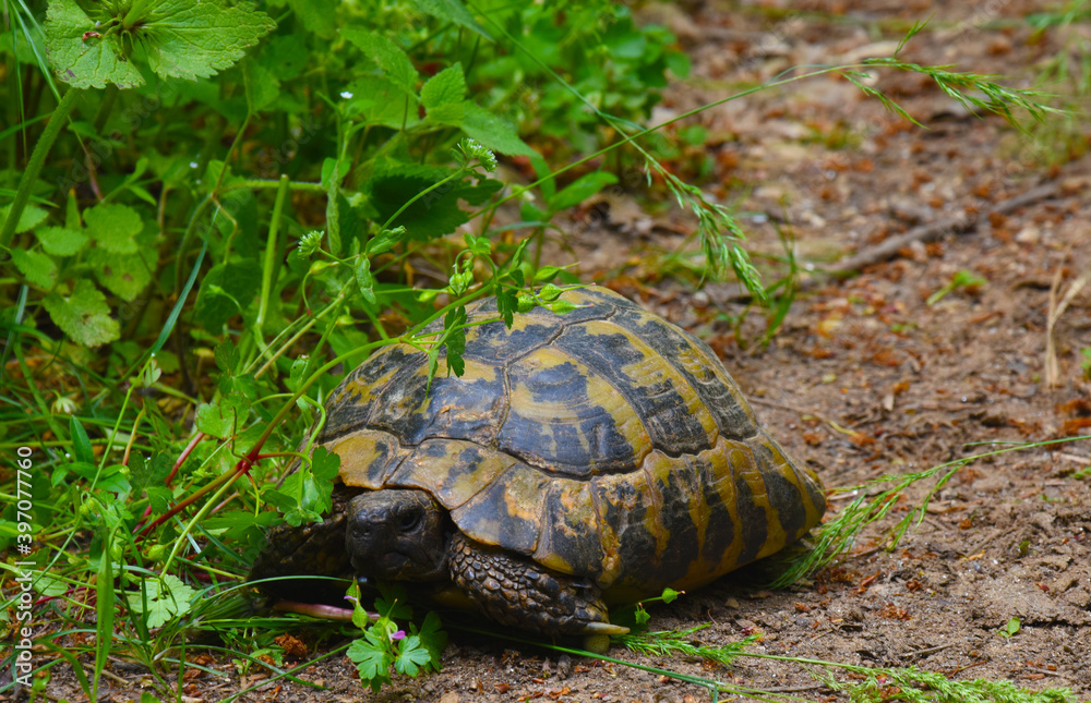 The turtle walks through the woods. The turtle walks through the woods.