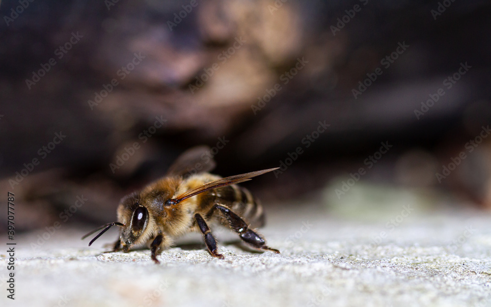 Honey bee on a stone. Honey bee on a stone.