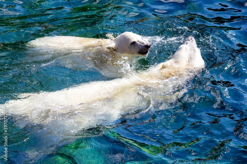 View of two polar bears  cub with its mother  while swimming