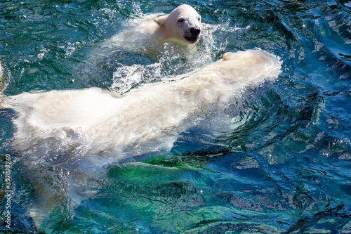 View of two polar bears while swimming