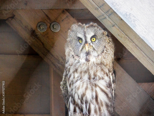 Image of a great grey owl, a very large owl, Strix nebulosa