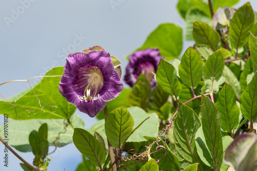Close up of a cup and saucer vine (cobaea scandens) in bloom photo
