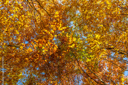 Autumn colorful trees. Warm autumn sun shining through golden tree tops with beautiful bright blue sky. Fall natural landscape. Beautiful fall season concept copy space. Tree top shot from below.