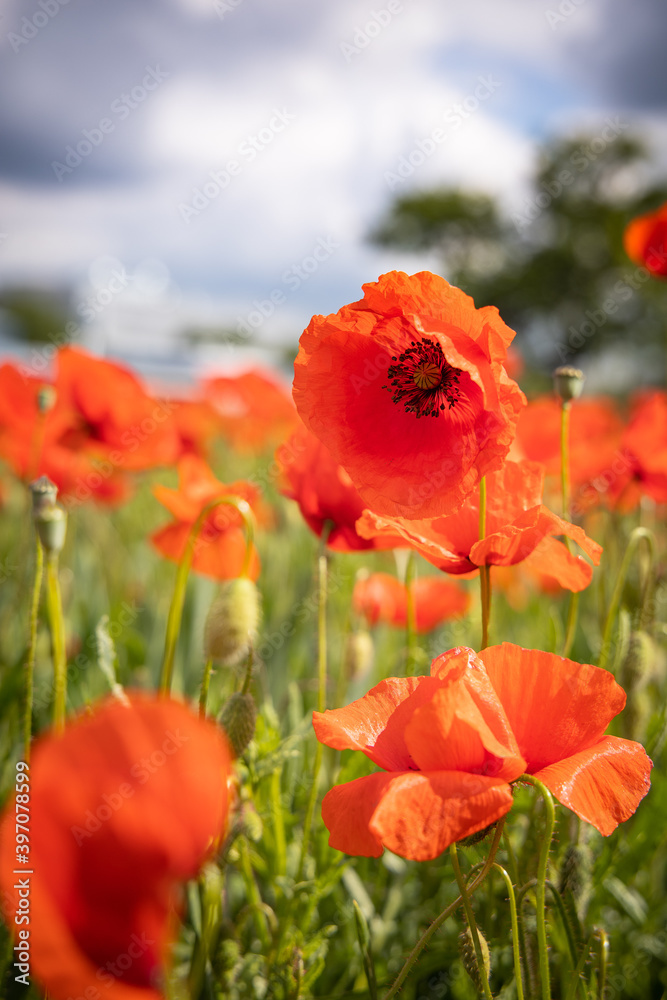 Obraz premium Mohnblume