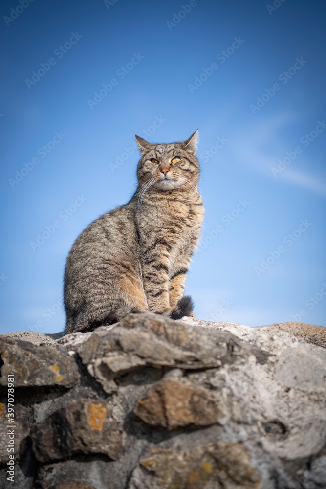 Cat Portrait Sitting on a Rock Wall with the Sky as Blue Background Cat Portrait Sitting on a Rock Wall with the Sky as Blue Background