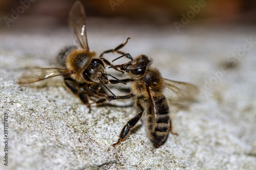 Honey bees fight on a stone.