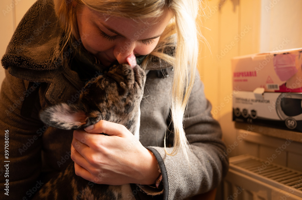 Cute French bulldog puppy cuddles on the lap of his young blonde owner - giving dog kisses Cute French bulldog puppy cuddles on the lap of his young blonde owner - giving dog kisses