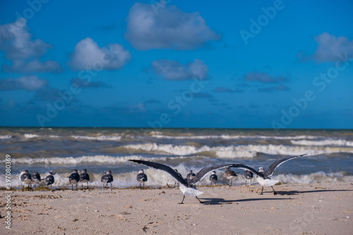 seagulls on the beach