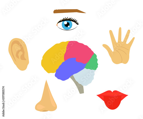 Human sense organs on a white background. Symbol. Vector illustration.