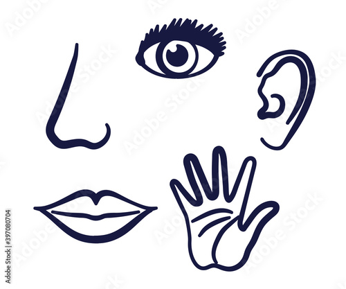 Human sense organs on a white background. Silhouette. Vector illustration.