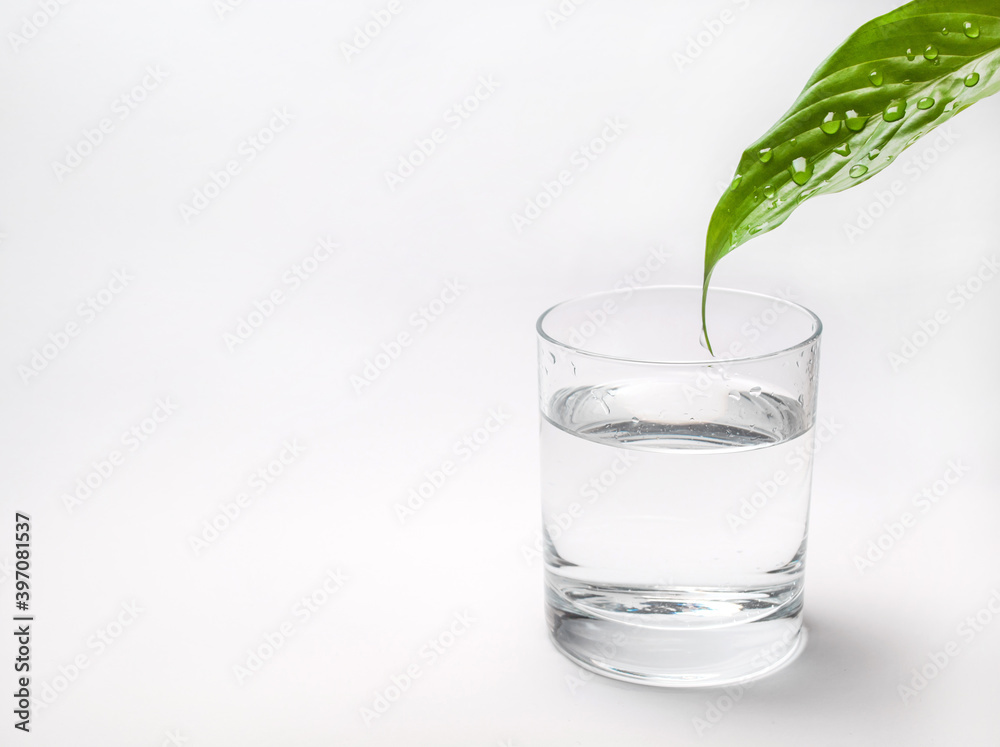 glass of fresh water and green leaf with drops of water glass of fresh water and green leaf with drops of water