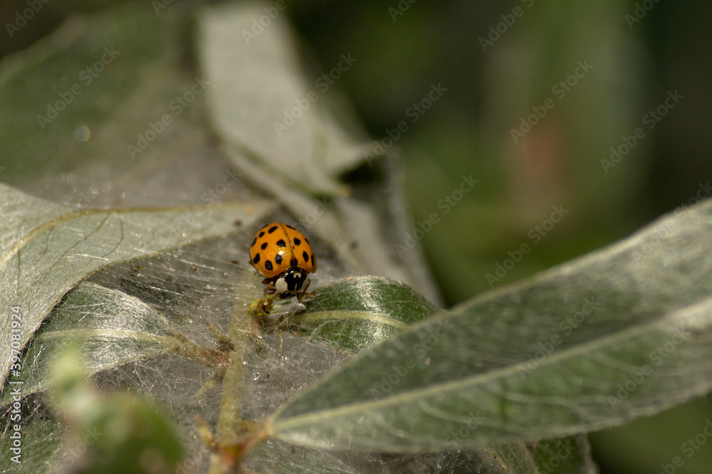 ladybug on a twig with hairy long leafs - Coccinellidae ladybug on a twig with hairy long leafs - Coccinellidae
