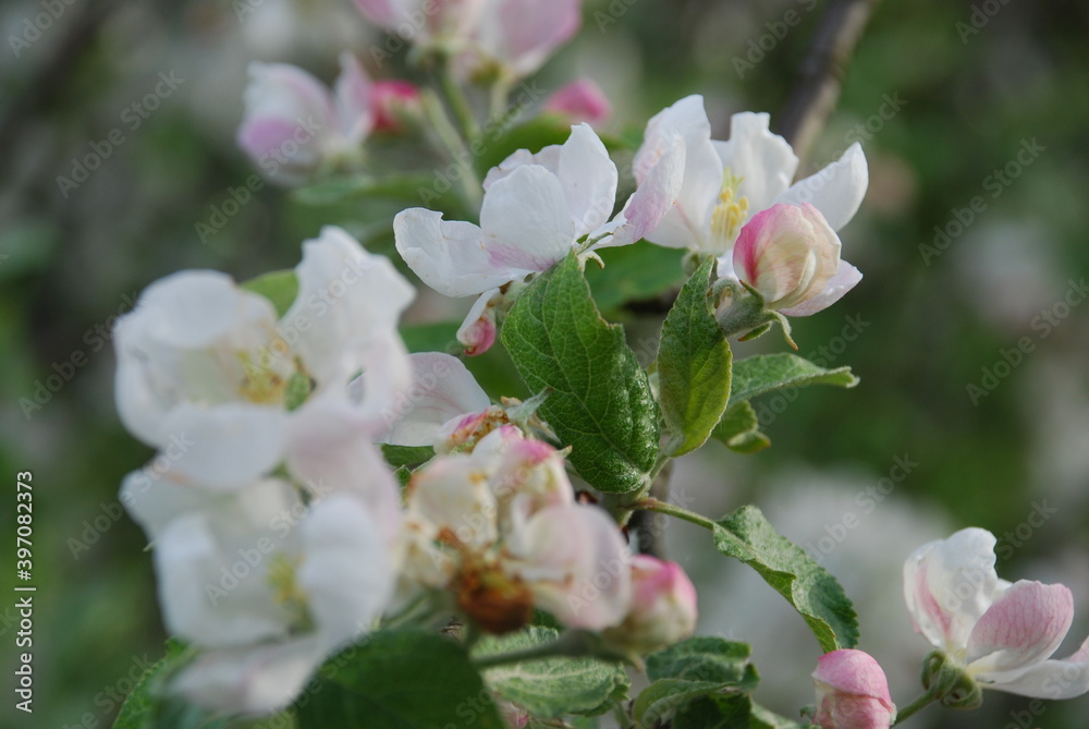 Obraz premium Apple tree flowers close up. Summer day. White-pink flowers of an apple tree on a branch with green leaves. Some of the flowers are open, some are still in buds.