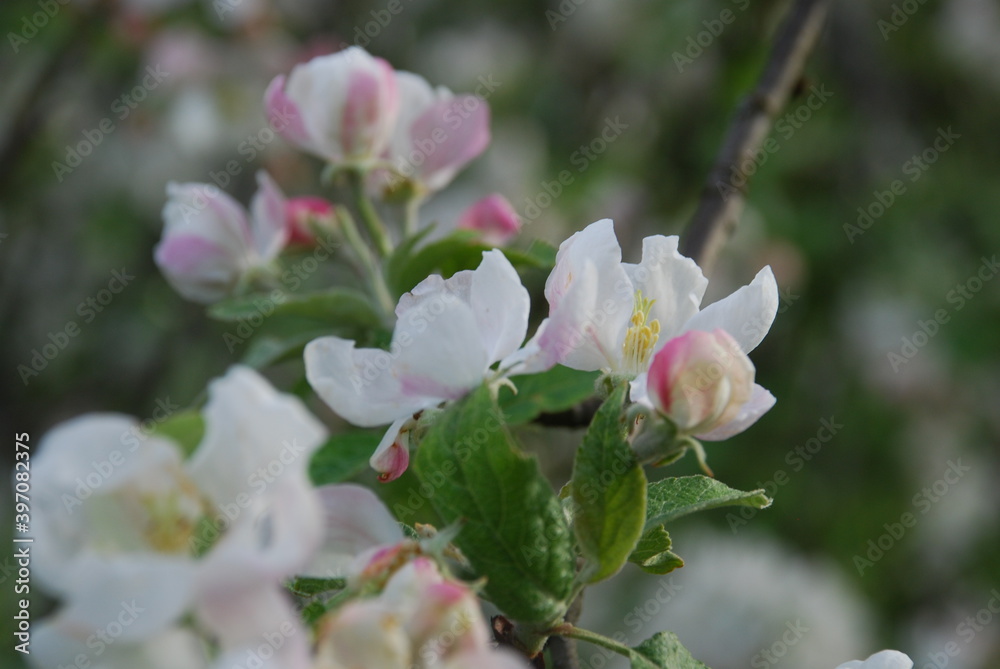 Apple tree flowers close up.
Summer day. White-pink flowers of an apple tree on a branch with green leaves. Some of the flowers are open, some are still in buds. Apple tree flowers close up.
Summer day. White-pink flowers of an apple tree on a branch with green leaves. Some of the flowers are open, some are still in buds.