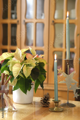 White poinsettia (Christmas star) in a white clay pot in the interior
 photo