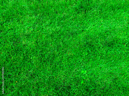 Green lawn on a summer sunny day. Top view.