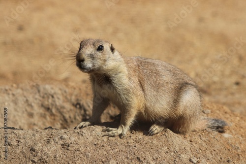 prairie dog 