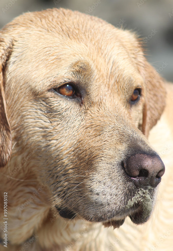 Wet Yellow Labrador Face