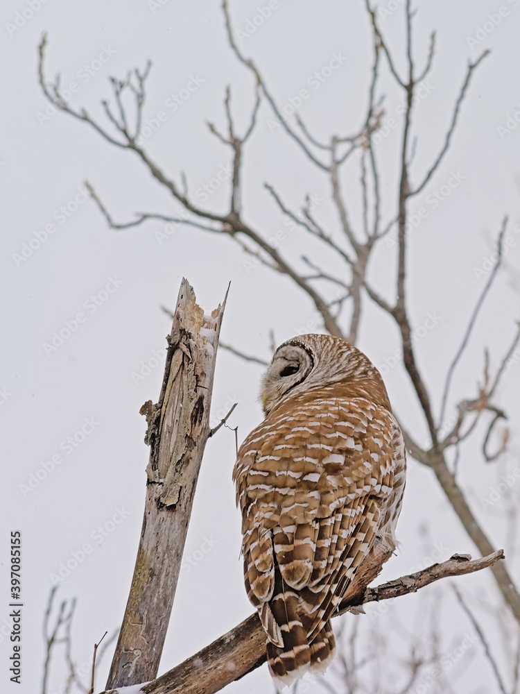 Spotted owl sitting on a bare tree branch with snow in winter - Strix occidentalis Spotted owl sitting on a bare tree branch with snow in winter - Strix occidentalis