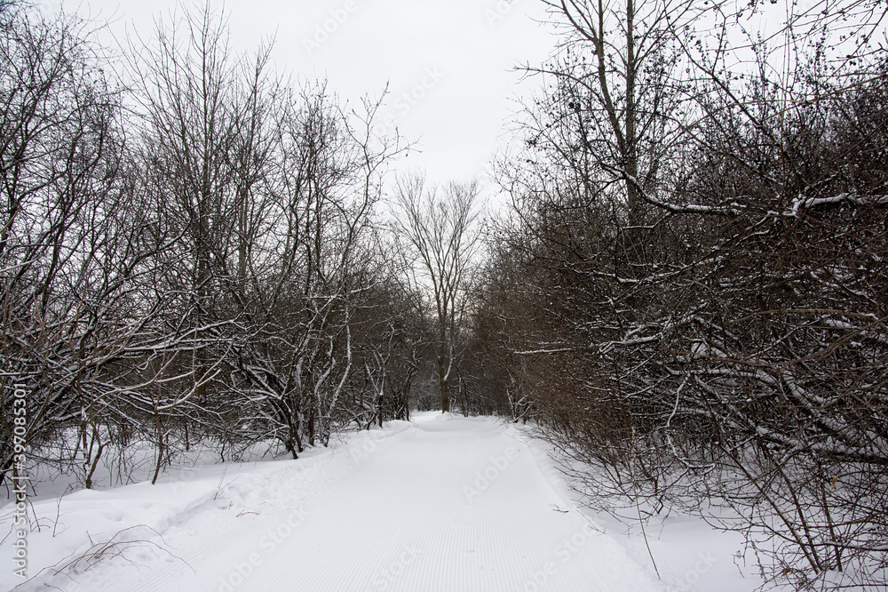 Obraz premium Hiking trail in the snow between bare trees and shrubs in in a forest in Gatineau national park, Quebec, Canada 