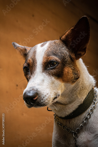 Fototapeta Naklejka Na Ścianę i Meble -  Zbliżenie portret psa, biało brązowy domowy.