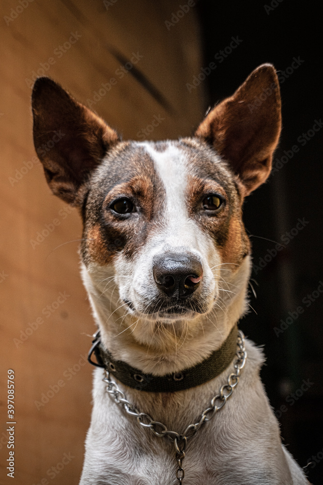 Zbliżenie portret psa, biało brązowy domowy. Zbliżenie portret psa, biało brązowy domowy.