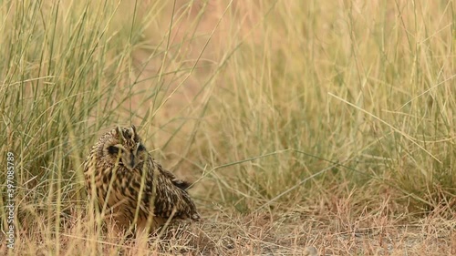 short eared owl or Asio flammeus portrait perched on ground at grassland of tal chhapar sanctuary rajasthan india photo