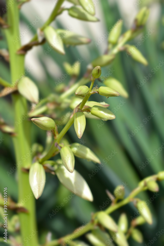 Obraz premium Spanish dagger