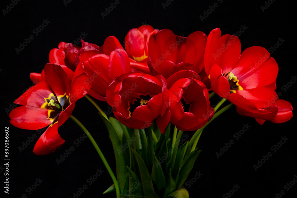 Obraz premium Rote Tulpen vor schwarzem Hintergrund.