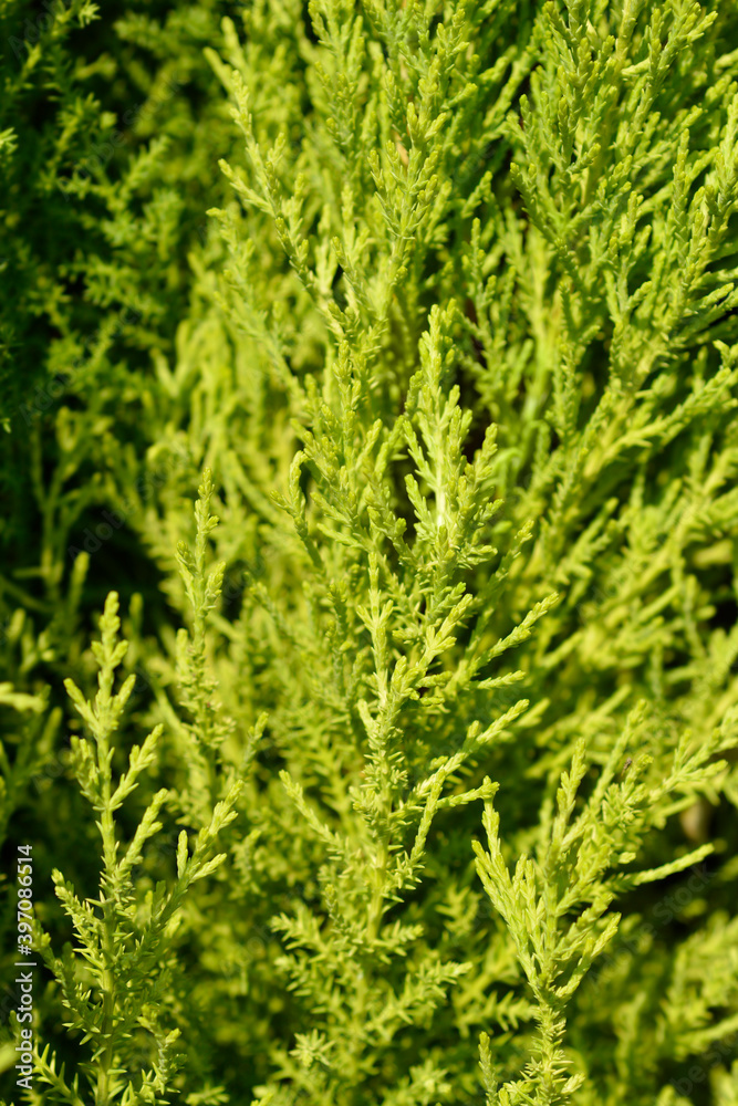 Monterey Cypress Wilma Monterey Cypress Wilma
