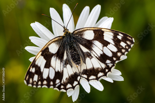 Marbled white butterfly galathea melanargia 