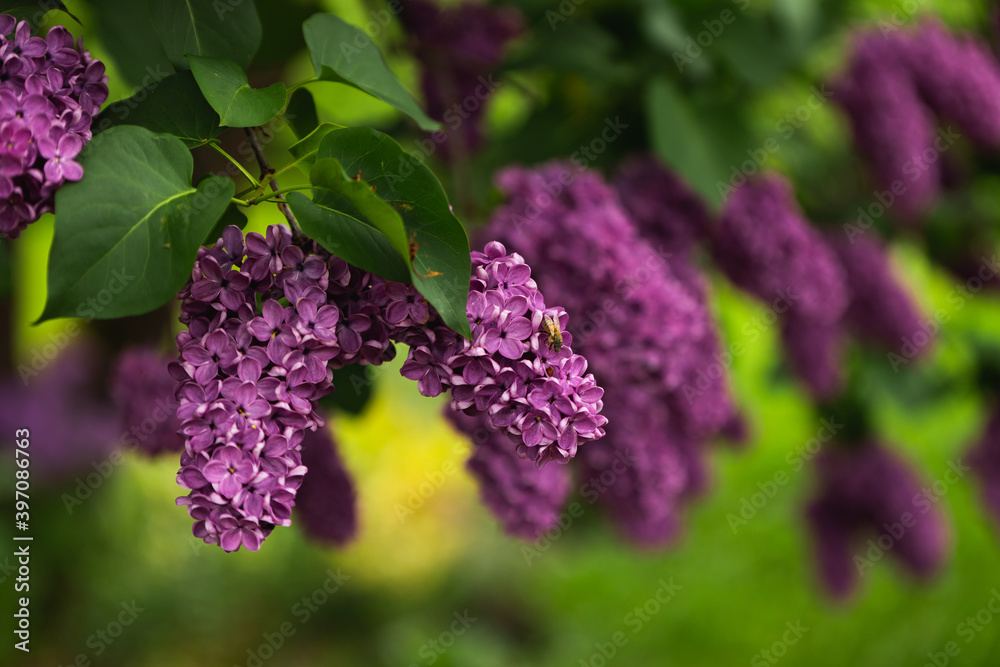 lilac close up purple green leaves spring summer flower bush lilac close up purple green leaves spring summer flower bush
