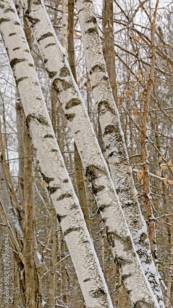 Silvler birch tree trunks forest detail - Betula pendula. Woodland, environment. Silvler birch tree trunks forest detail - Betula pendula. Woodland, environment.