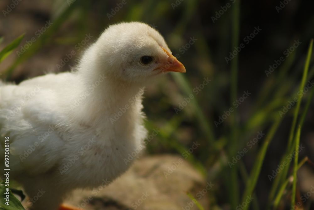 Obraz premium Un pollito bebe amarillo caminando por la finca