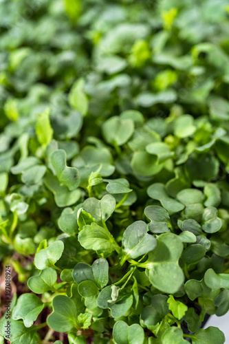Wallpaper Mural Microgreens Torontodigital.ca