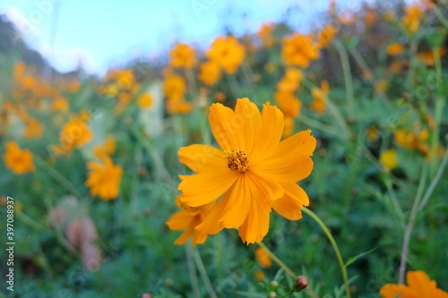 In selective focus a beautiful yellow cosmos flower growing on high hill with green nature background