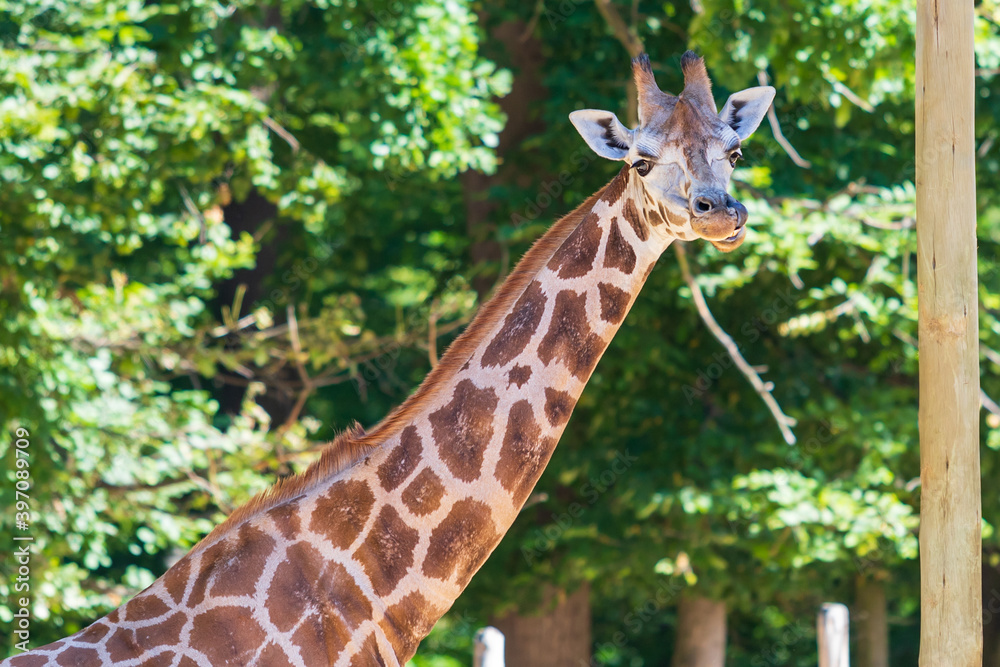 Portrait of a giraffe in human care. In the background is a forest.